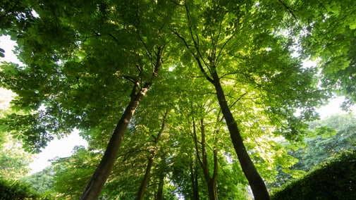 Looking upwards at the Whipsnade Tree Cathedral, Bedfordshire